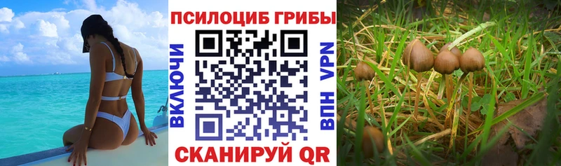 купить закладку Майский Галлюциногенные грибы Magic Shrooms